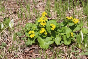 エゾノリュウキンカ(湿地)