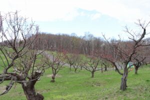 梅林の状況2026年4月23日 (4)