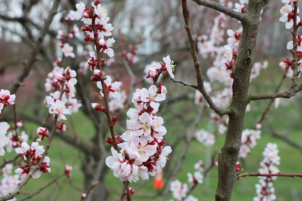 梅林の開花状況(2026年4月28日)