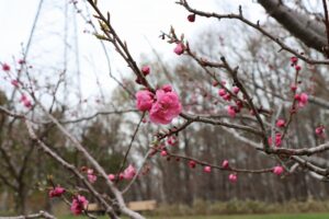 梅林の状況2026年4月23日 (3)