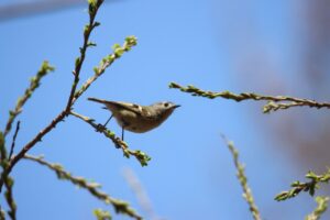 キクイタダキ(湿地) 2