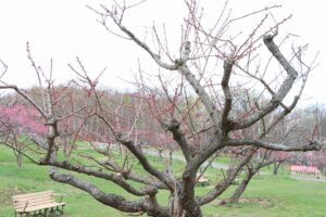 紅梅基準木(2026年4月28日) (2)