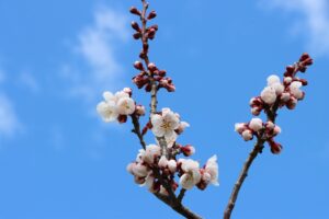 梅林の状況2026年4月23日 (5)