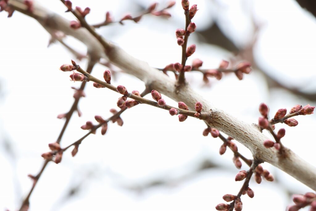 2026年4月15日の梅林状況（白梅基準木）