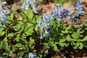 エゾエンゴサク(梅林)