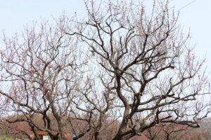 白梅基準木(2026年4月27日)