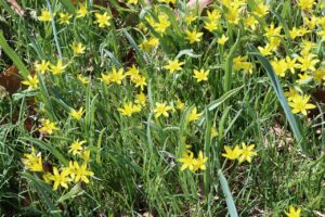 キバナノアマナ