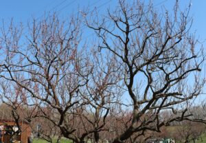 白梅基準木(2026年4月26日) (1)