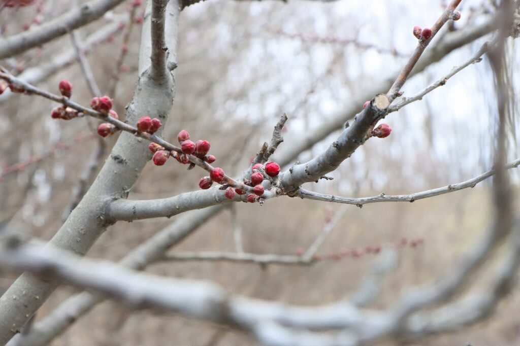 2026年4月15日の梅林状況（比較的進んだ花芽）