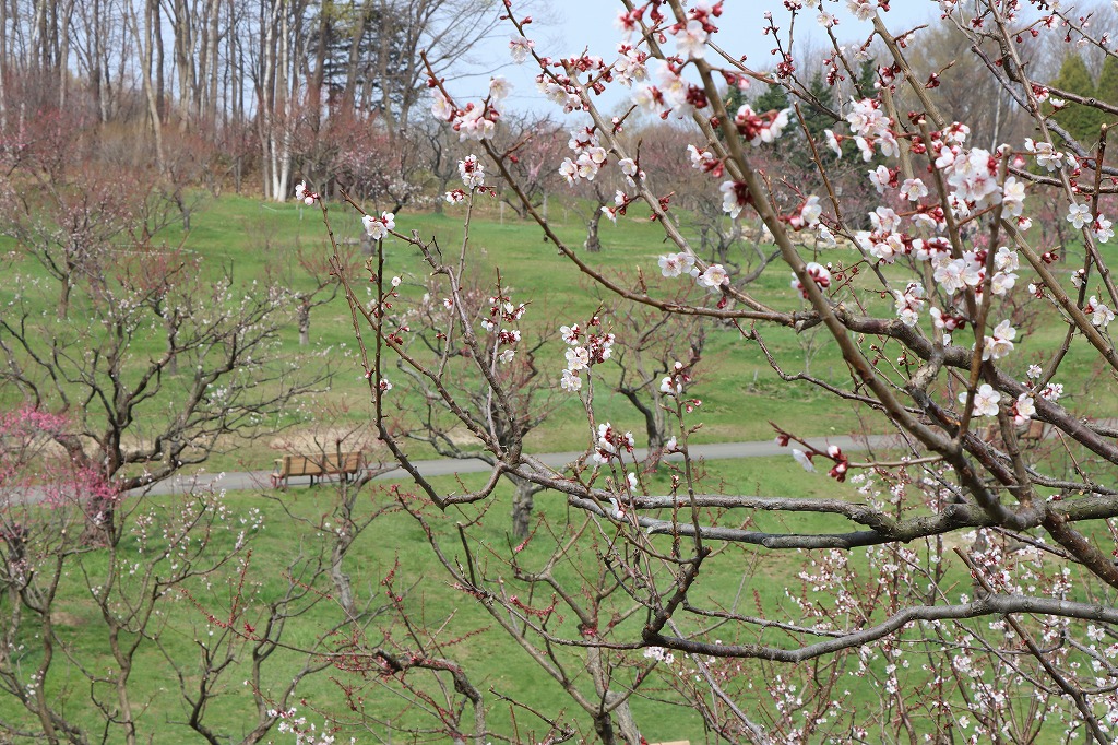 梅林の開花状況(2026年4月27日)2