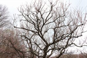 白梅基準木(2026年4月28日) (1)