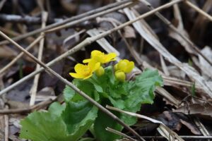 エゾノリュウキンカ(湿地)