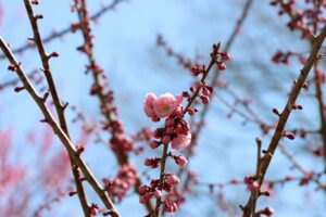 紅梅基準木(2026年4月30日) (2)