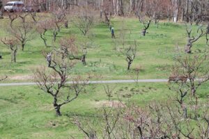 梅林の開花状況(2026年4月26日)2