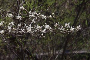 キタコブシ(湿地)