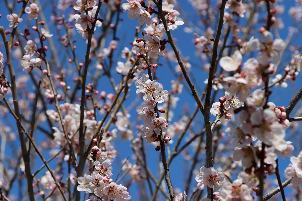 梅林の開花状況2026年4月25日