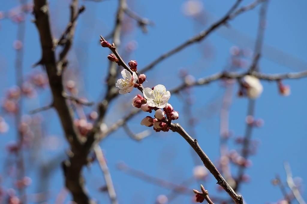 白梅基準木(2026年4月26日) (2)