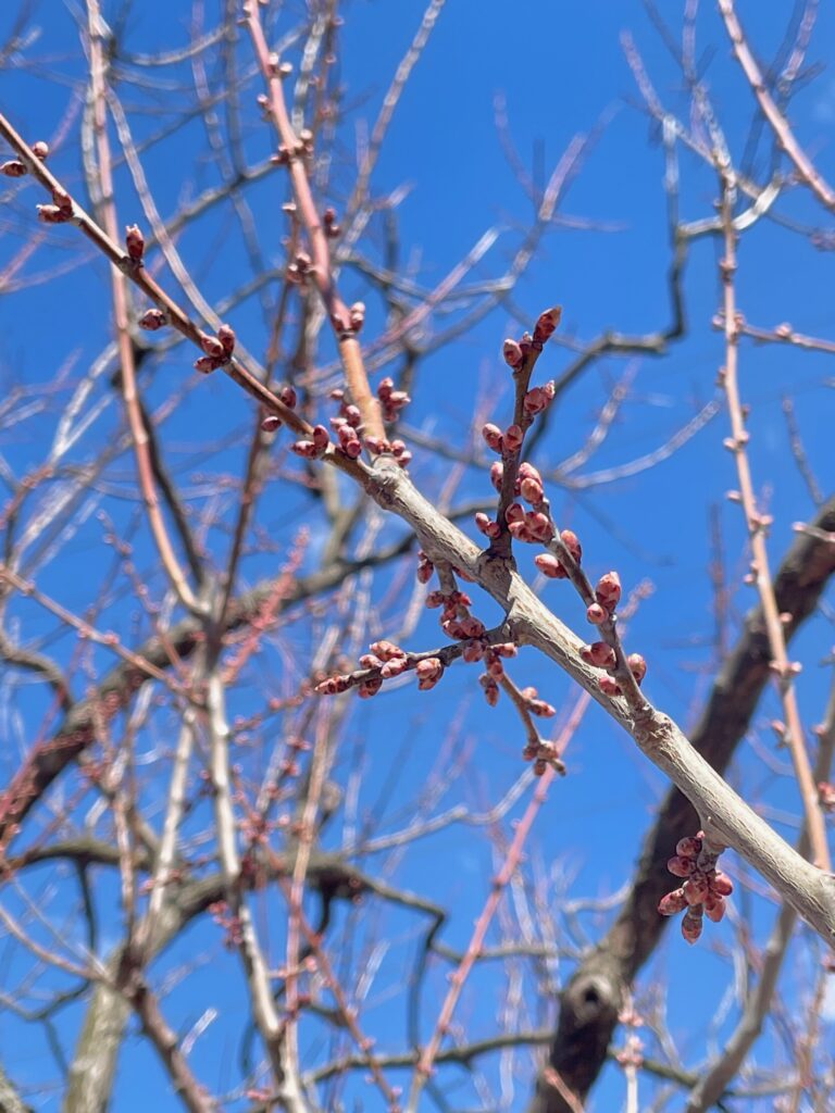 4月8日梅林の様子。つぼみのアップ