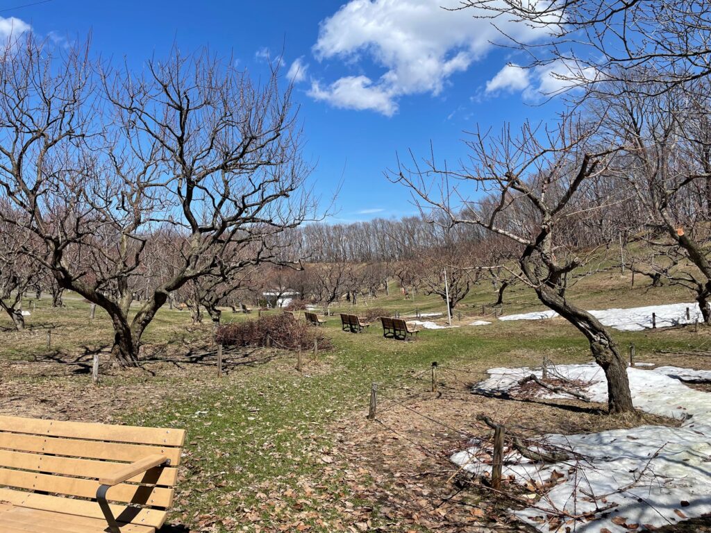 4月8日梅林の様子