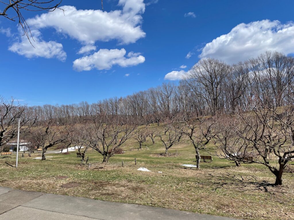 4月8日梅林の様子2