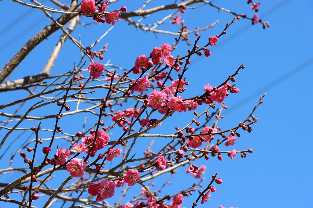 梅林の開花状況2026年4月25日