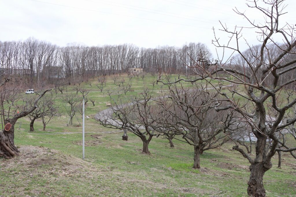 2026年4月15日の梅林状況