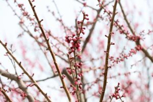 紅梅基準木(2026年4月27日) (1)