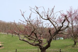 紅梅基準木(2026年4月27日) (2)