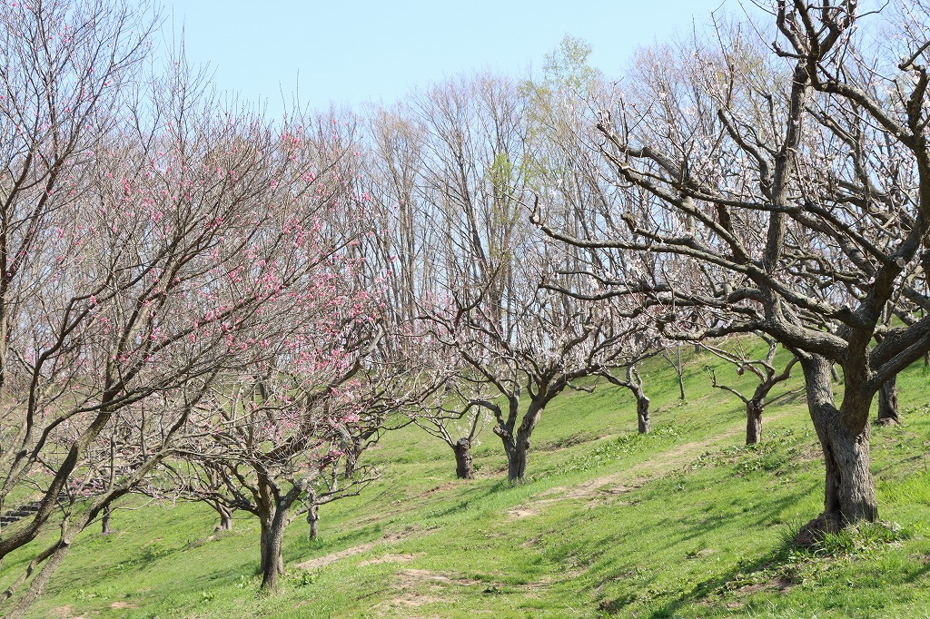 梅林の開花状況(2026年4月30日) (2)