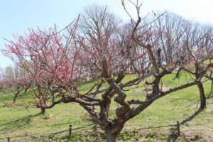 紅梅基準木(2026年4月30日) (1)