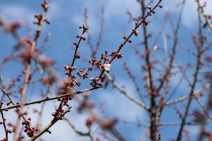 白梅基準木(2026年4月24日) (2)