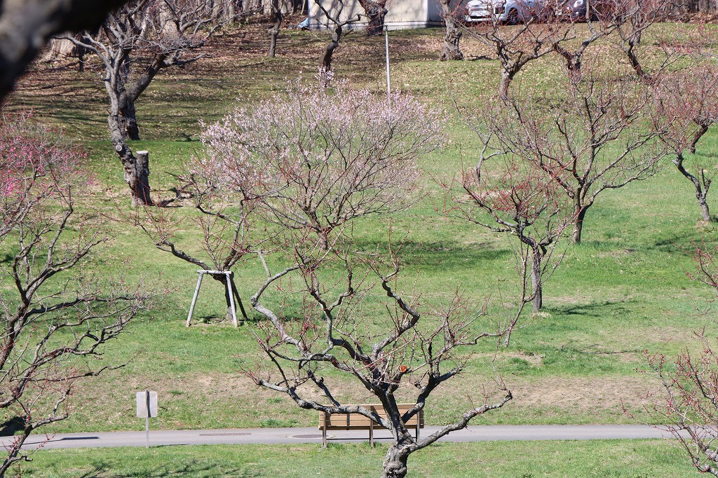 梅林の開花状況2026年4月25日