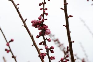 紅梅基準木(2026年4月28日) (1)