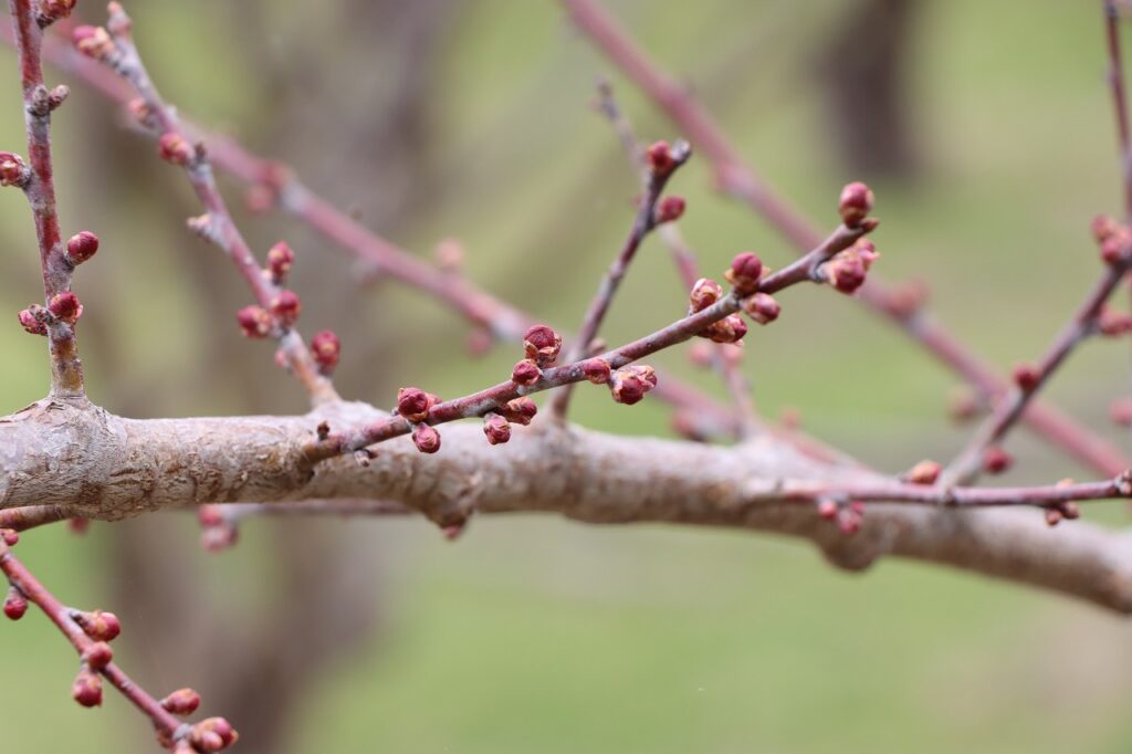 2026年4月15日の梅林状況（紅梅基準木）
