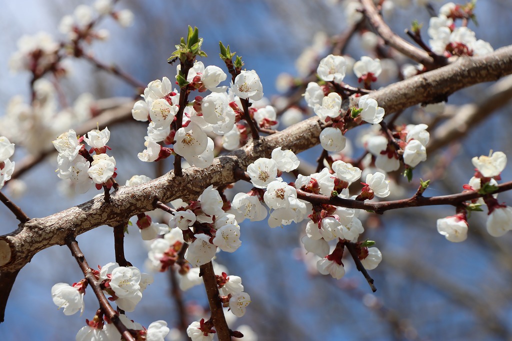 梅林の開花状況(2026年4月30日)