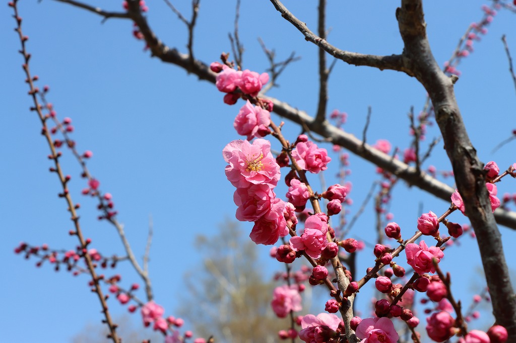 梅林の開花状況(2026年4月26日)