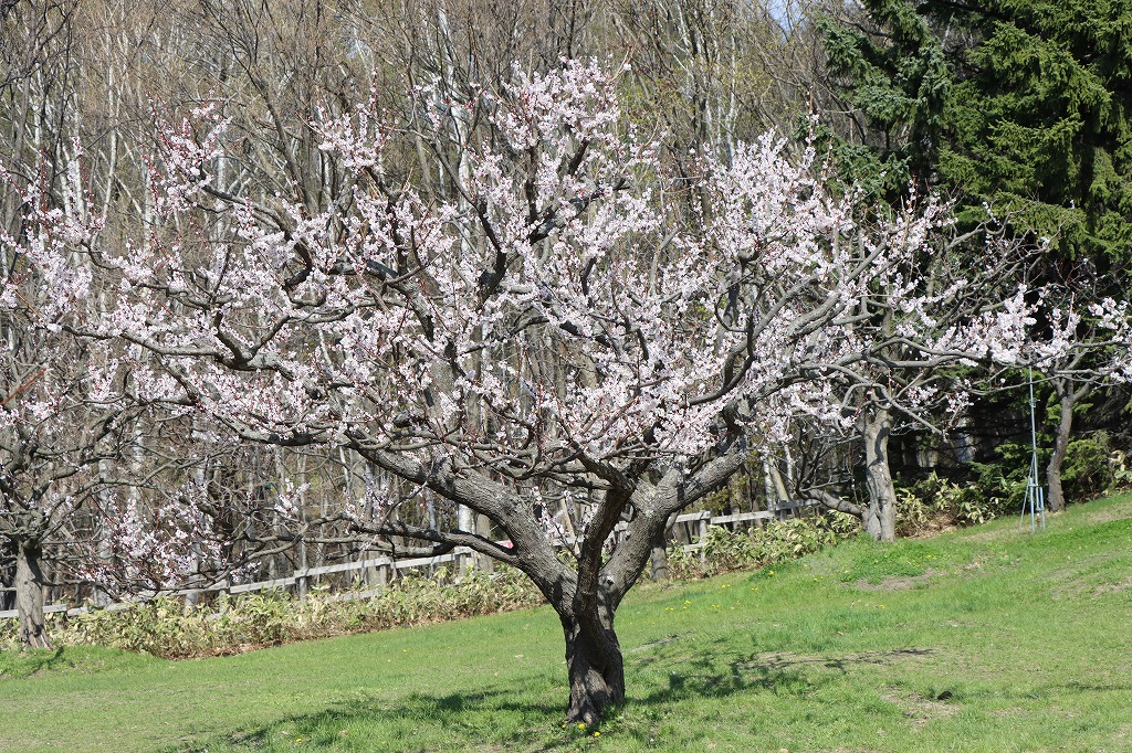 梅林の開花状況(2026年4月30日) (3)