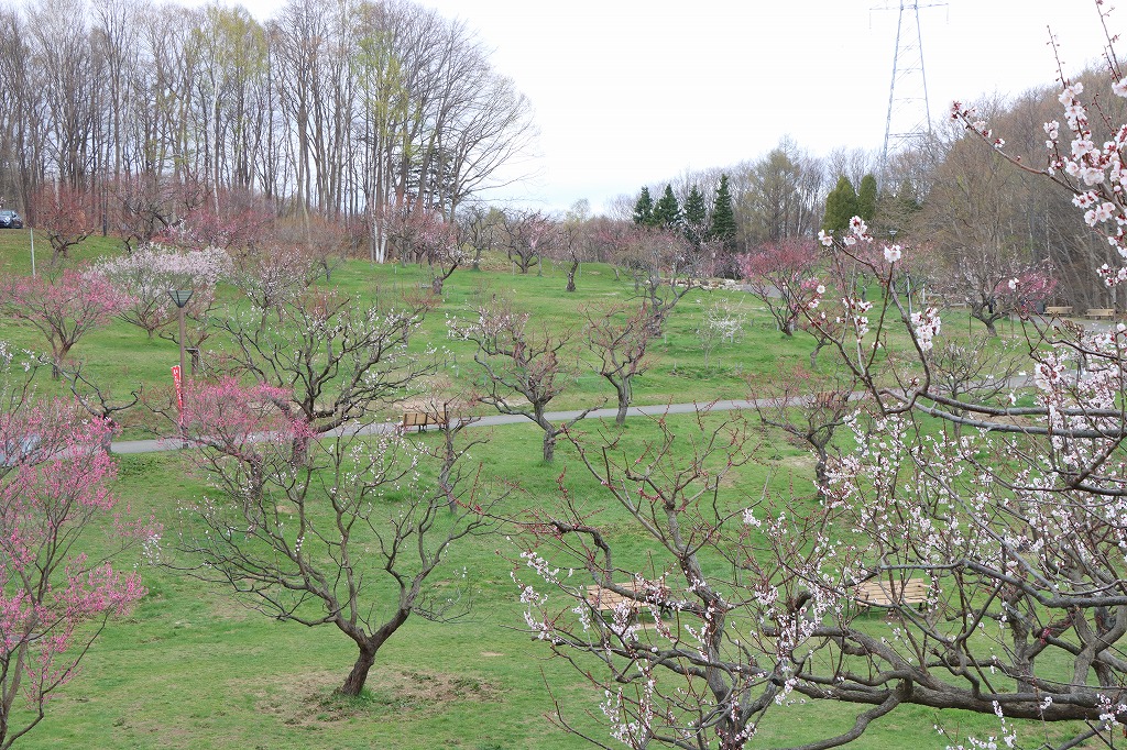 梅林の開花状況(2026年4月28日) (2)
