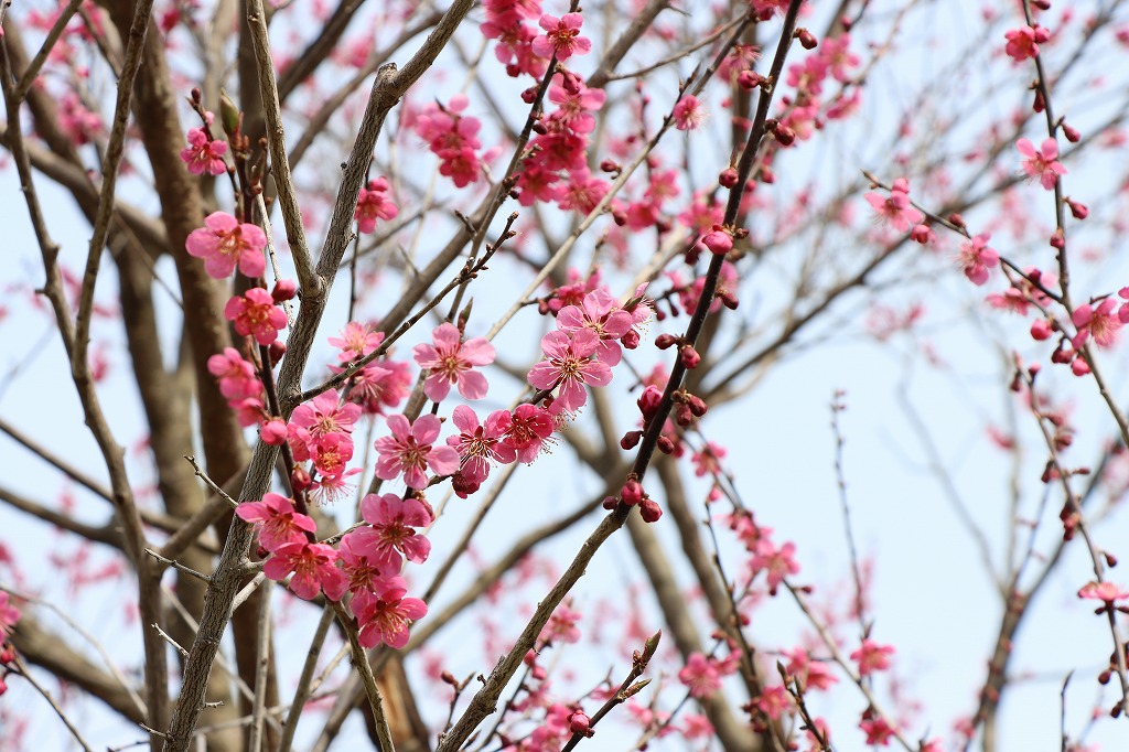 梅林の開花状況(2026年4月27日) (12)