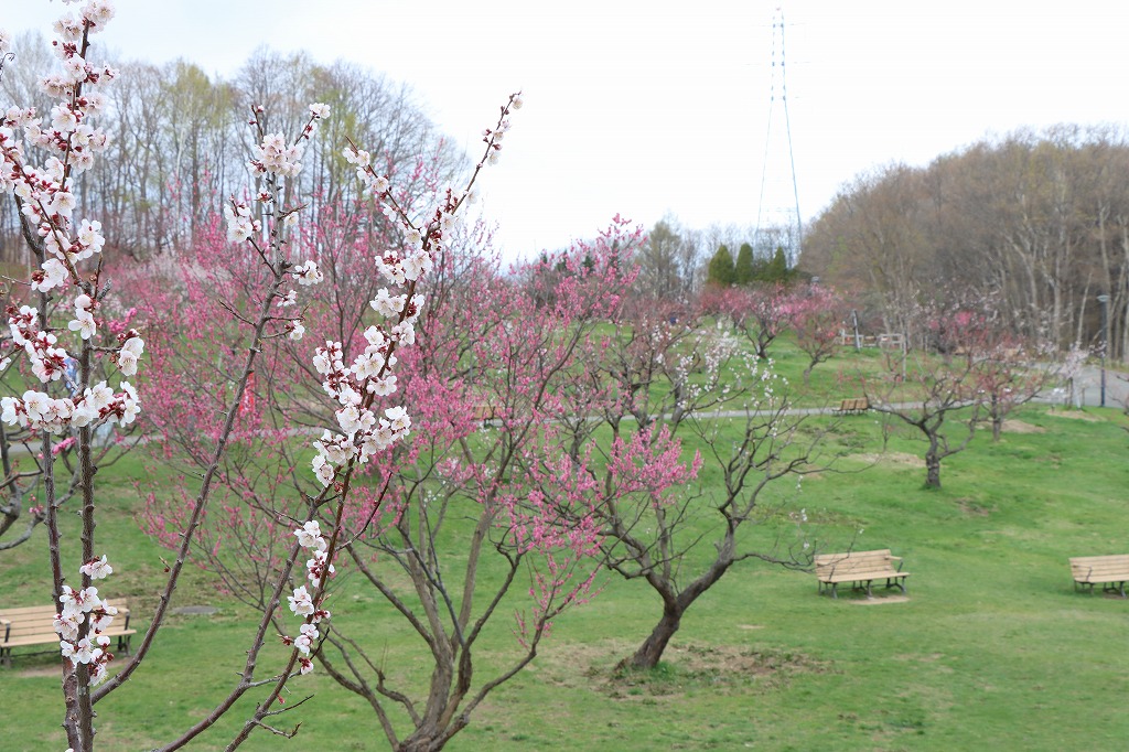 梅林の開花状況(2026年4月28日) (3)