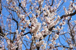 白梅基準木(2026年4月30日) (3)