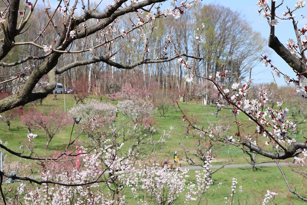 梅林の開花状況(2026年4月30日) (1)
