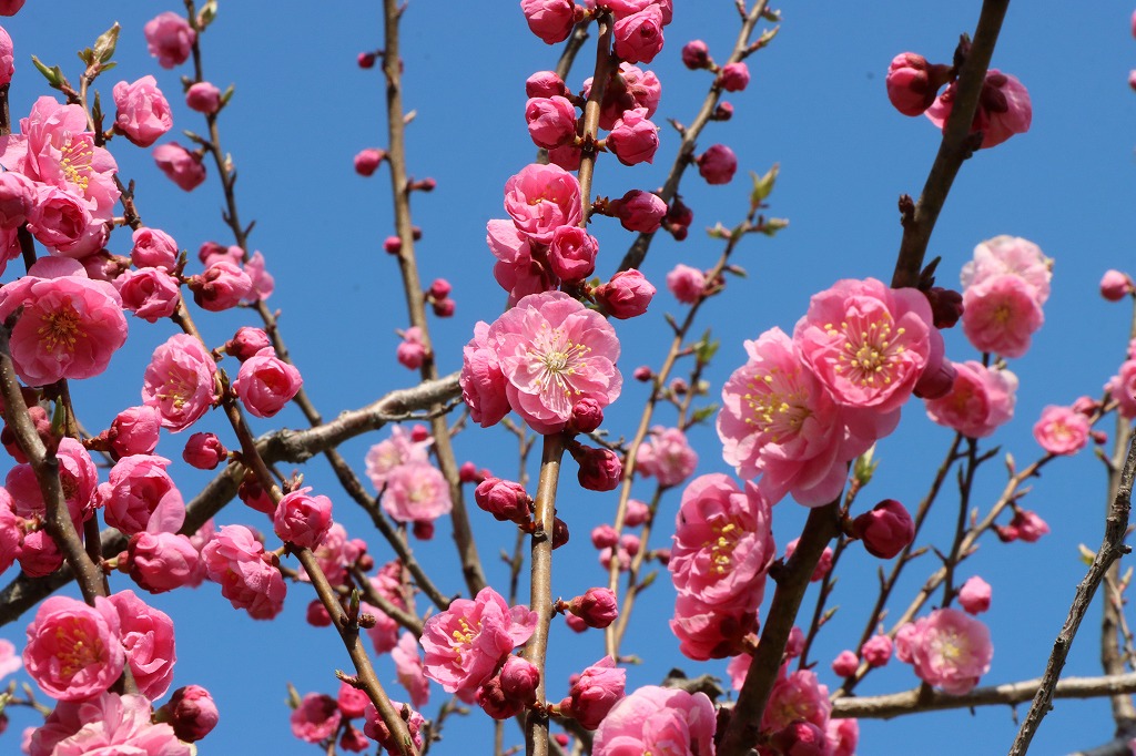 梅林の開花状況(2026年4月30日) (4)