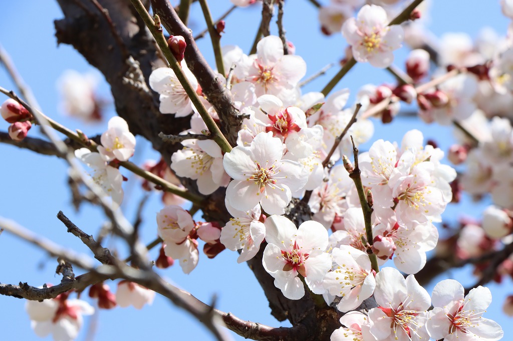 梅林の開花状況(2026年4月26日)1