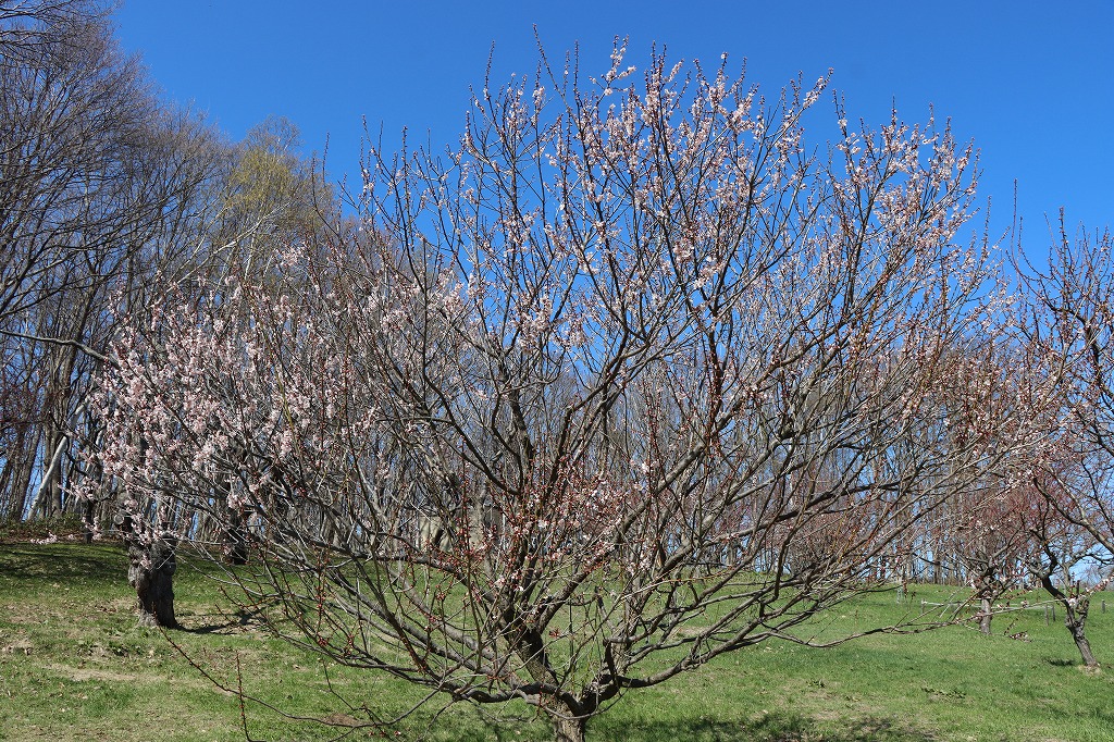 梅林の開花状況2026年4月25日