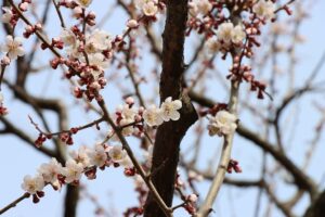 白梅基準木(2026年4月27日) (1)