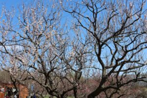 白梅基準木(2026年4月30日) (1)