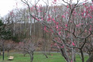 梅林の状況2026年4月23日 (2)
