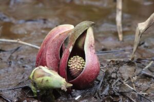 ザゼンソウ(湿地)