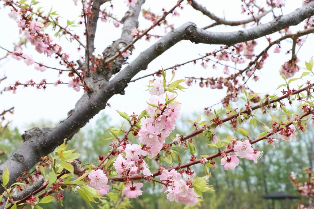 紅梅基準木(2026年5月13日)